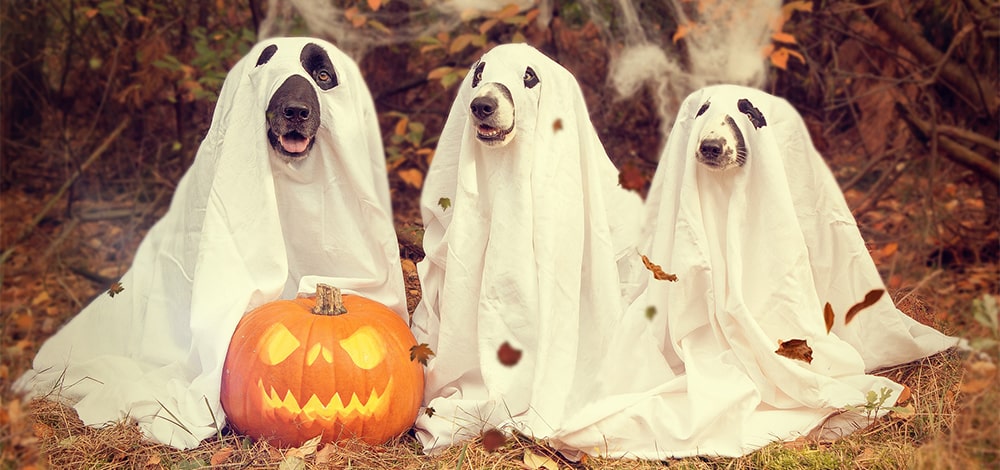Dogs wearing Halloween Masks in October